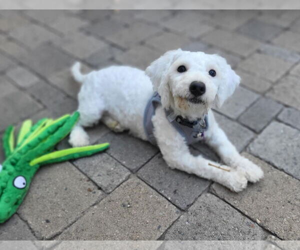 Medium Photo #3 Poodle (Miniature)-Unknown Mix Puppy For Sale in Phoenix, AZ, USA
