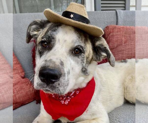 Medium Photo #11 Great Pyrenees-Unknown Mix Puppy For Sale in Brooklyn Center, MN, USA