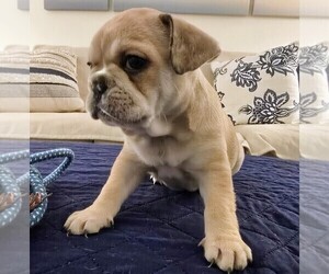 Medium French Bulldog