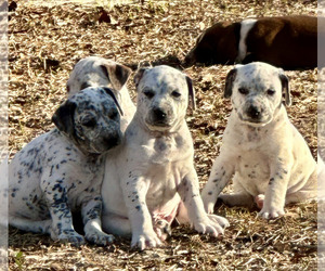 Dalmatian-Mutt Mix Puppy for sale in CHUNCHULA, AL, USA