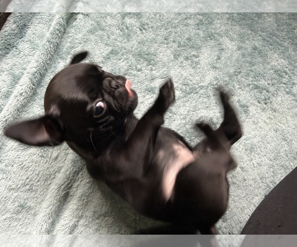 Medium Photo #7 Pug Puppy For Sale in BLOOMINGTON, IL, USA