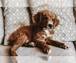 Small Photo #8 Goldendoodle Puppy For Sale in MOAB, UT, USA