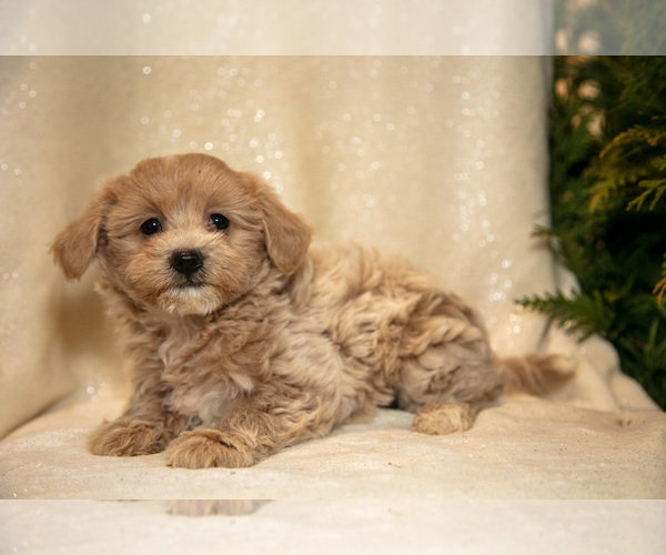 Medium Photo #3 Bichpoo Puppy For Sale in LEOLA, PA, USA