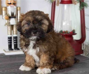 ShihPoo Puppy for sale in RED LION, PA, USA