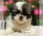 Small #4 Shih Tzu