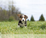 Small Photo #16 Pembroke Welsh Corgi Puppy For Sale in WARSAW, IN, USA