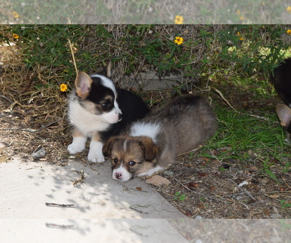 Medium Photo #4 Pembroke Welsh Corgi Puppy For Sale in CASTROVILLE, TX, USA