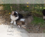 Small Photo #4 Pembroke Welsh Corgi Puppy For Sale in CASTROVILLE, TX, USA