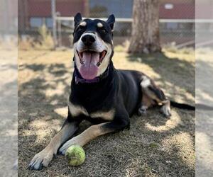 Shepweiller Dogs for adoption in Aurora, CO, USA