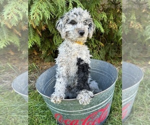 Cockapoo Puppy for sale in MIDDLEBURY, IN, USA
