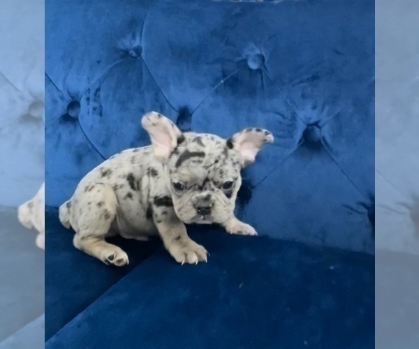 Medium Photo #17 French Bulldog Puppy For Sale in BIRMINGHAM, MI, USA