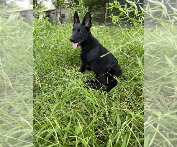 Medium Photo #2 German Shepherd Dog Puppy For Sale in PLANT CITY, FL, USA
