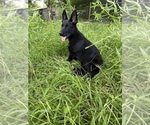 Small Photo #2 German Shepherd Dog Puppy For Sale in PLANT CITY, FL, USA
