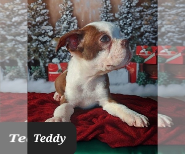 Medium Photo #4 Boston Terrier Puppy For Sale in POMEROY, OH, USA