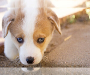 Pembroke Welsh Corgi Puppy for sale in SAN DIEGO, CA, USA
