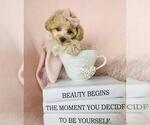 Puppy Puppy 7 Poodle (Toy)