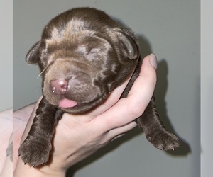 Labrador Retriever Puppy for sale in OSYKA, MS, USA