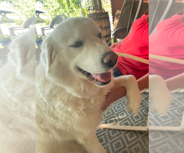 Medium Photo #3 Great Pyrenees Puppy For Sale in Bountiful, UT, USA
