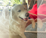 Small #2 Great Pyrenees