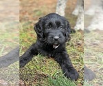 Puppy Huckleberry Goldendoodle