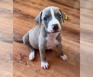 American Pit Bull Terrier-Unknown Mix Dogs for adoption in Germantown, OH, USA