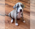 Small American Pit Bull Terrier Mix