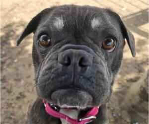 French Bulldog Dogs for adoption in Martinez, CA, USA