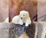 Small Photo #11 Golden Retriever Puppy For Sale in WESLEY CHAPEL, FL, USA