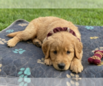 Small #1 Golden Retriever