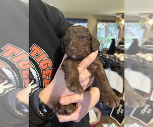 Aussie-Poo Puppy for sale in KIRKLAND, WA, USA
