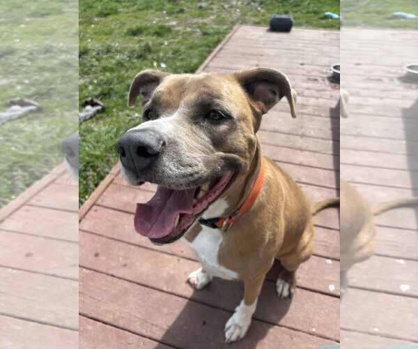 Medium Photo #2 Mutt Puppy For Sale in Virginia Beach, VA, USA