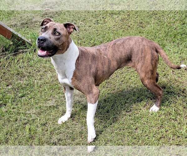 Medium Photo #3 American Pit Bull Terrier-Unknown Mix Puppy For Sale in Anniston, AL, USA