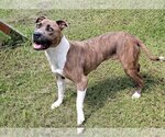 Small #2 American Pit Bull Terrier Mix