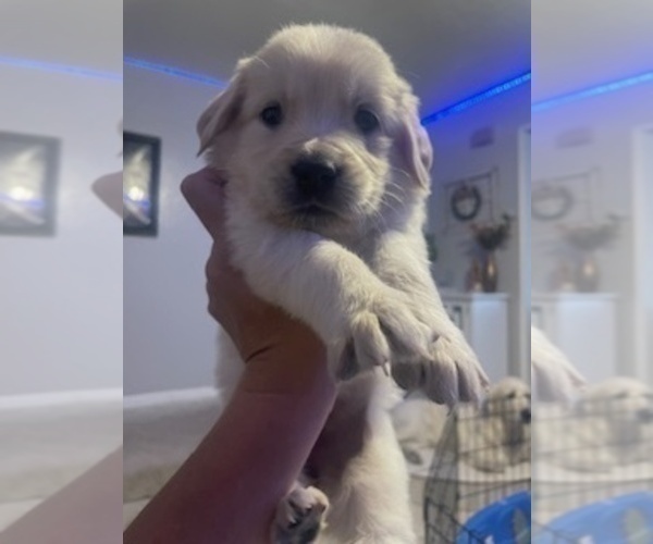 Medium Photo #6 Golden Retriever Puppy For Sale in THOUSAND OAKS, CA, USA
