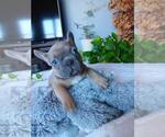 Puppy Puppy 6 French Bulldog
