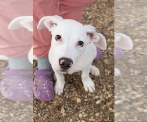 Chase - Male Boxer-Dalmatian Mix Dog for Adoption - Photo #7