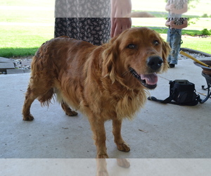 Mother of the Golden Retriever puppies born on 05/20/2025
