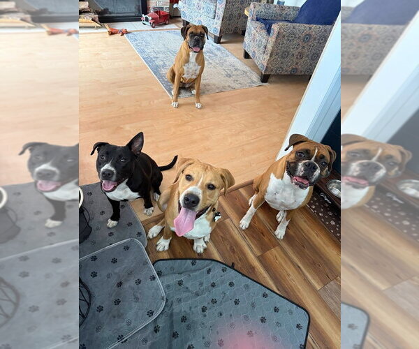 Medium Photo #26 Mutt Puppy For Sale in Wenonah, NJ, USA