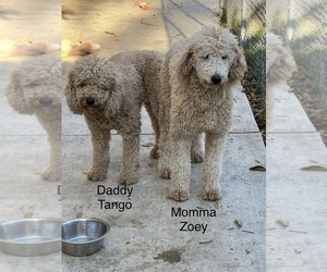 Father of the Australian Labradoodle puppies born on 01/27/2023