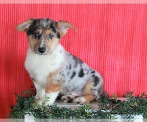 German Shepherd Dog-Pembroke Welsh Corgi Mix Puppy for sale in APPLE CREEK, OH, USA