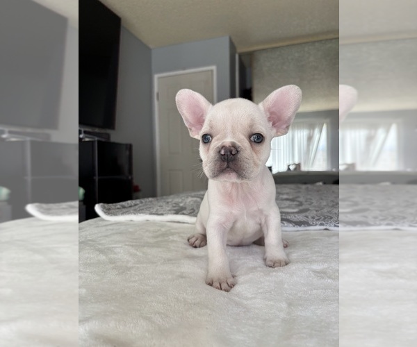 Medium Photo #1 French Bulldog Puppy For Sale in WEST COVINA, CA, USA