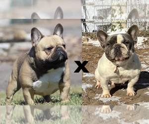 Mother of the French Bulldog puppies born on 01/29/2023