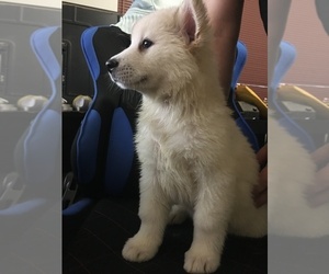 Huskimo Puppy for sale in AURORA, CO, USA