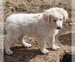 Puppy 1 Great Pyrenees-Maremma Sheepdog Mix