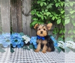 Image preview for Ad Listing. Nickname: Rupert