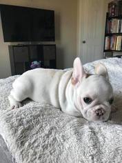 Medium French Bulldog