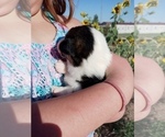 Small Photo #5 Pembroke Welsh Corgi Puppy For Sale in GALLEGOS, NM, USA