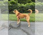 Small Photo #17 Labrador Retriever-Unknown Mix Puppy For Sale in Oakhurst, NJ, USA