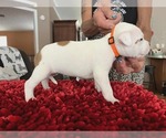 Small #8 American Staffordshire Terrier