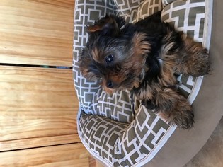 Yorkshire Terrier Puppy for sale in SPOKANE, WA, USA